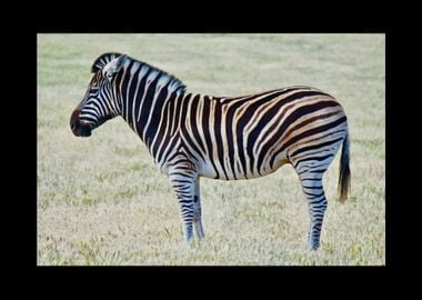 Zebra