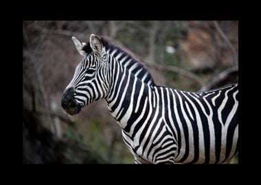 Zebra