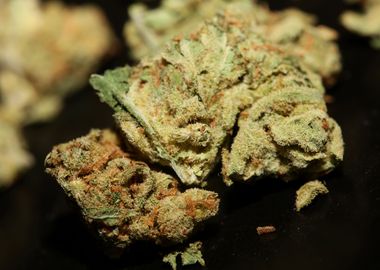 Weed smokig buds close up