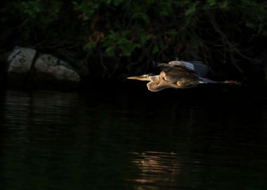 Great blue heron