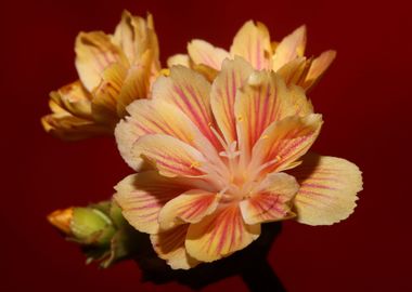 Blossom close up flowering