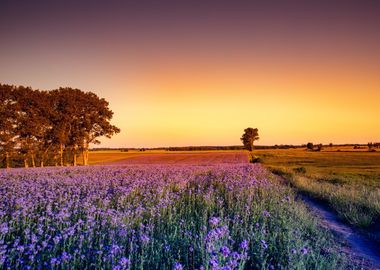 Blooming fields, Poland