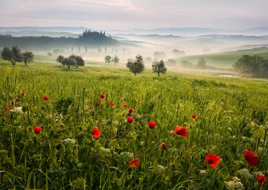 Tuscan spring