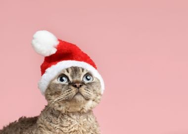 Funny Cat with Santa hat