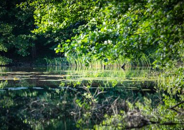 Wild nature, lake, Poland