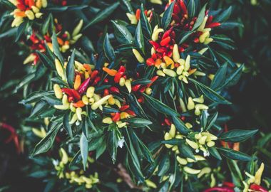 Rainbow Chillies