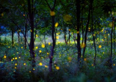 Magic fireflies