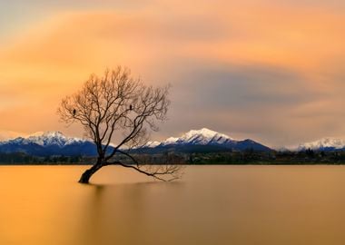 Lake Wanaka morning glow