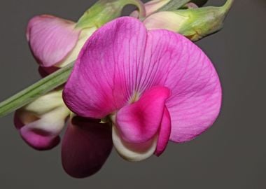 Flower blossoming close up