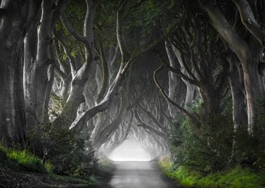 Dark Hedges