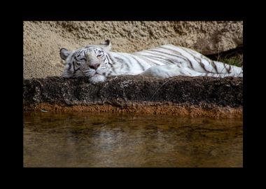 White Tiger