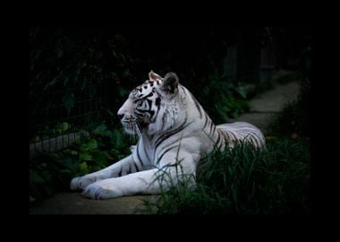 White Tiger