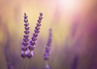 Lavender flowers