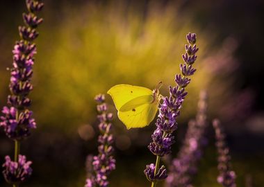 Yellow butterfly 