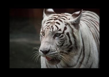 White Tiger