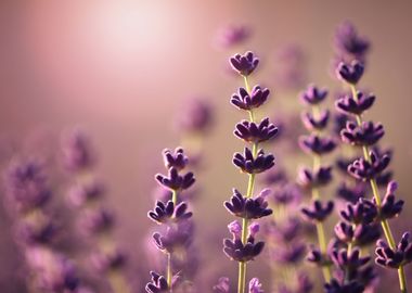 Lavender flowers