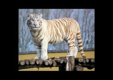 White Tiger