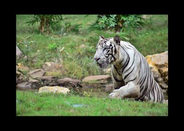 White Tiger