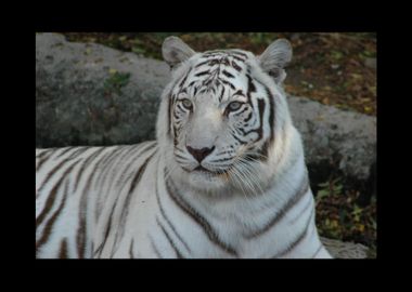 White Tiger