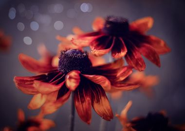 Red flowers, garden, macro