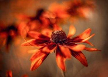 Orange flowers in garden