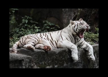 White Tiger