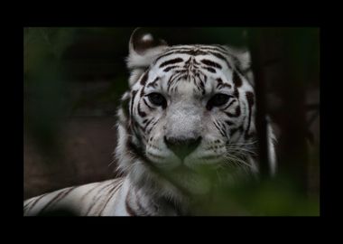 White Tiger