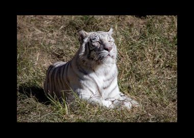 White Tiger