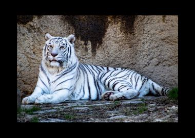 White Tiger