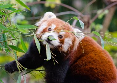 Red Panda 2