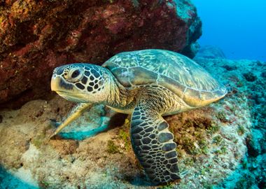 Green Sea Turtle