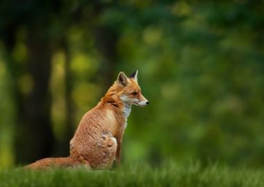 Red Fox Vulpes vulpes