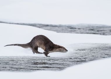 Otter sketch