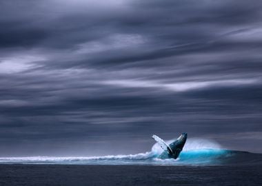 Whale breaking the Surface