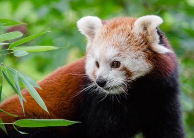 Red Panda In The Wild