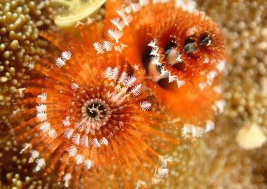 Christmas Tree Worms