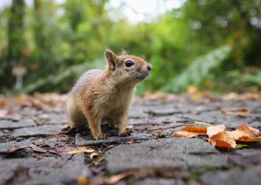 Squirre Animal