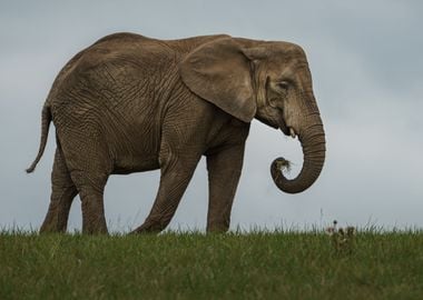 Elephant Animal Cute