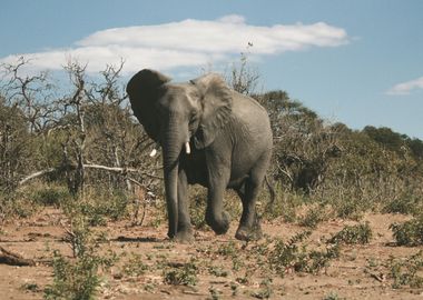 Elephant Animal Cute