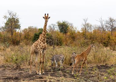 Giraffes Animal Cute