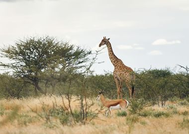 Giraffes Animal Cute