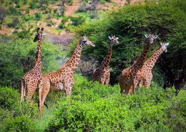 Giraffes Animal Cute