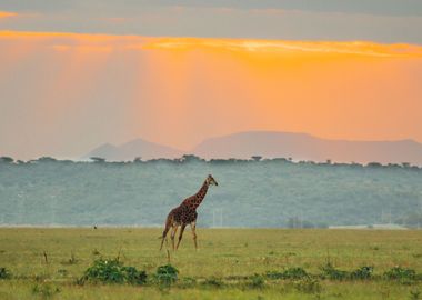 Giraffes Animal Sunset