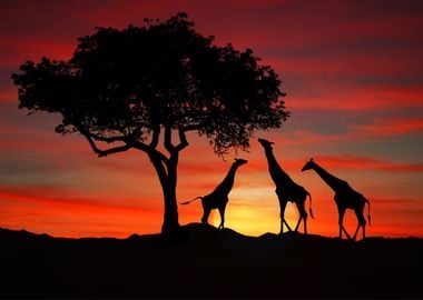 Giraffes Animal Sunset