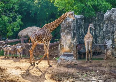 Giraffes Animal Cute