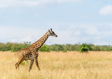 Giraffes Animal Cute