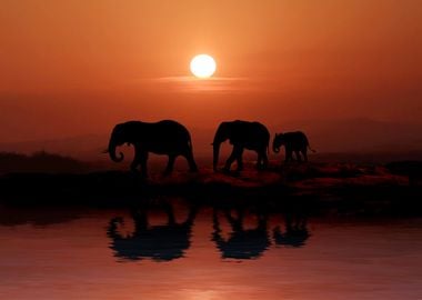 Elephants Animal Sunset 