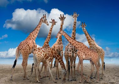 Giraffes Animal Cute