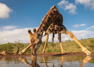 Giraffes Animal Cute