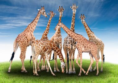 Giraffes Animal Cute